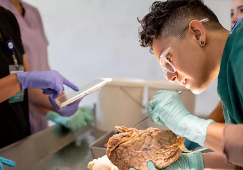 Medical students performing lab research